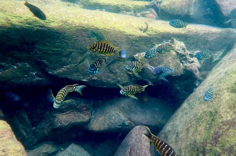 Tropheus polli 'Mahale Mountains NP'